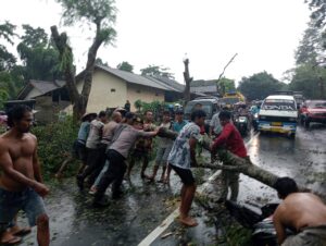 Seorang Pengendara Motor Tertimpa Pohon Tumbang, Sat Samapta Polres Loteng Bantu Evakuasi