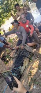 Sering Resahkan Warga, Buaya Muara Ukuran Besar Tertangkap