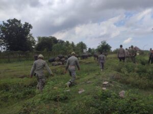 Pihak BIL Bersama Pemerintah Daerah Tertibkan Kerbau Didalam Area Bandara