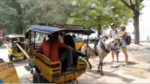 Rencana Bupati Lombok Utara Mengganti Cidomo Jadi Mobil Listrik Terhambat Perda