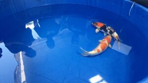 Selaparang Koi Club Gelar Kontes Kecantikan Ikan Koi Tingkat Nasional