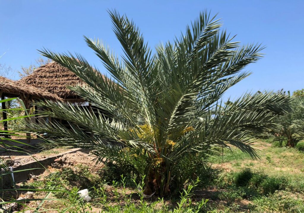 Kurma Lombok Utara Bakal Ikut Pameran di Abu Dhabi UEA