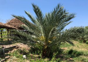 Kurma Lombok Utara Bakal Ikut Pameran di Abu Dhabi UEA