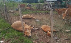 Diduga Diracun, 7 Ekor Sapi di Dompu Mati Mendadak