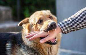 Digigit Anjing Rabies, 1 Orang Warga Parado Meninggal Dunia