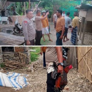 Gerebek Judi Sabung Ayam, Polsek Bolo Amankan 4 Ekor Ayam Aduan