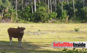 Hewan Ternak Jadi Korban Krisis Air Bersih di Gili Meno, Bupati Jangan Tutup Mata