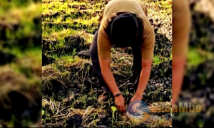 Nasib Petani Tembakau Lombok, Antara Keringat dan Eksploitasi