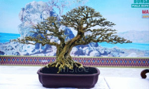 Sejarah Saeng Sembur, Bonsai Sakral Dari Lombok Tengah yang Melegenda hingga ke Luar Negeri