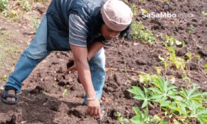 Geger! Warga Praya Temukan Bungkusan Diduga Mayat Bayi di Area Pemakaman