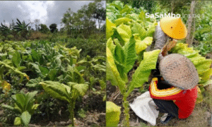 Harga Jual Anjlok, Petani Tembakau di Lombok Tengah Menjerit