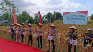Panen Raya Jagung NTB: Sinergi Polri dan Petani Jaga Ketahanan Pangan