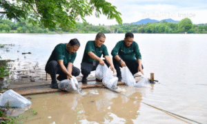 Dukungan Penuh Pelestarian Lingkungan, Bank NTB Syariah Gelar Penebaran Bibit Ikan di Bendungan Penyaring Sumbawa