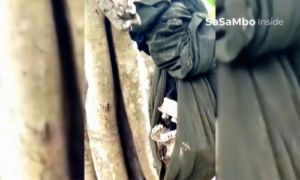 Geger! Warga Temukan Tengkorak Manusia Terbungkus Kain Hijau Tergantung di Pohon