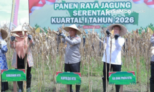 Panen Raya Jagung Serentak 2026, Kapolda NTB Ajak Petani Jaga Ketahanan Pangan