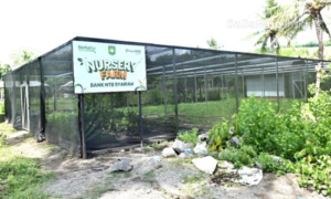 HUT Kabupaten Sumbawa ke-67, Bank NTB Syariah Luncurkan “Nursery Farm”