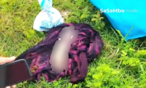 Misteri Orok Bayi Laki-laki di Bypass Sengkol, Polisi Sisir Jejak Pembuang Bayi