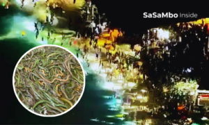 Pesona Bau Nyale, Tradisi Legendaris Putri Mandalika yang Terus Hidup di Lombok