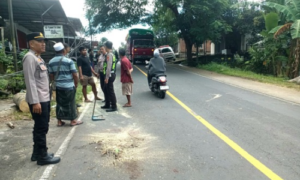 Pengendara Tewas Tertimpa Pohon di Praya Tengah, Polisi Turun ke TKP 
