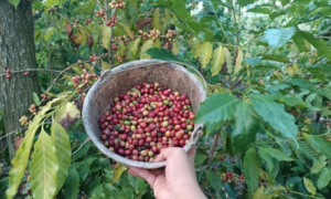 Kisah Amaq Rasip, Usia 60 Tahun Sukses Sulap Lahan Kering Jadi Kebun Kopi Produktif