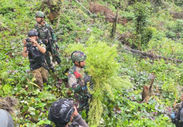 Jenderal Lucky Avianto Turun Gunung Hancurkan Ladang Ganja Di Pedalaman Rimba, Paska ‘Dilegalkan’ OPM Papua