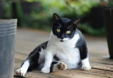 Penyebab Perut Kucing Membesar dan Cara Mengatasinya