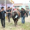 Perebutkan Piala Bupati, 83 Sapi Terbaik Bersaing di Kontes Sapi Lombok 2026