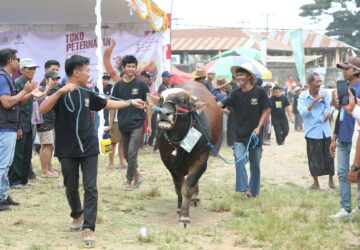 Perebutkan Piala Bupati, 83 Sapi Terbaik Bersaing di Kontes Sapi Lombok 2026