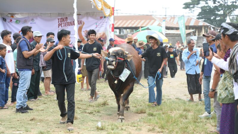 Perebutkan Piala Bupati, 83 Sapi Terbaik Bersaing di Kontes Sapi Lombok 2026